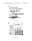 MODULATION OF GPCR-MEDIATED CAMP PRODUCTION THROUGH LRP6 AND ITS     THERAPEUTIC APPLICATION diagram and image