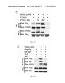 MODULATION OF GPCR-MEDIATED CAMP PRODUCTION THROUGH LRP6 AND ITS     THERAPEUTIC APPLICATION diagram and image