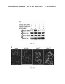 MODULATION OF GPCR-MEDIATED CAMP PRODUCTION THROUGH LRP6 AND ITS     THERAPEUTIC APPLICATION diagram and image