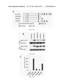 MODULATION OF GPCR-MEDIATED CAMP PRODUCTION THROUGH LRP6 AND ITS     THERAPEUTIC APPLICATION diagram and image