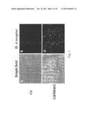 TARGET-AIMING DRUG DELIVERY SYSTEM FOR DIAGNOSIS AND TREATMENT OF CANCER     CONTAINING LIPOSOME LABELED WITH PEPTIDES WHICH SPECIFICALLY TARGETS     INTERLEUKIN-4 RECEPTORS, AND MANUFACTURING METHOD THEREOF diagram and image