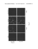 TARGET-AIMING DRUG DELIVERY SYSTEM FOR DIAGNOSIS AND TREATMENT OF CANCER     CONTAINING LIPOSOME LABELED WITH PEPTIDES WHICH SPECIFICALLY TARGETS     INTERLEUKIN-4 RECEPTORS, AND MANUFACTURING METHOD THEREOF diagram and image