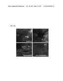 DRUG DELIVERY SYSTEM USING HYALURONIC ACID-PEPTIDE CONJUGATE MICELLE diagram and image