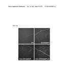 DRUG DELIVERY SYSTEM USING HYALURONIC ACID-PEPTIDE CONJUGATE MICELLE diagram and image