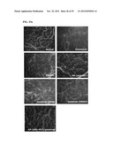 DRUG DELIVERY SYSTEM USING HYALURONIC ACID-PEPTIDE CONJUGATE MICELLE diagram and image