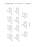 PNA PROBES, MIXTURES, METHODS AND KITS PERTAINING TO THE DETERMINATION OF     MYCOPLASMA AND RELATED MOLLICUTES diagram and image