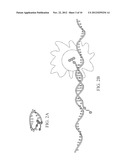 PNA PROBES, MIXTURES, METHODS AND KITS PERTAINING TO THE DETERMINATION OF     MYCOPLASMA AND RELATED MOLLICUTES diagram and image