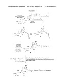 FLUORESCENT MOLECULAR PROBES FOR USE IN ASSAYS THAT MEASURE TEST COMPOUND     COMPETITIVE BINDING WITH SAM-UTILIZING PROTEINS diagram and image