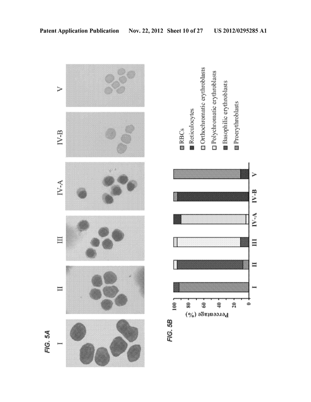 Ordered Assembly of Membrane Proteins During Differentiation of     Erythroblasts - diagram, schematic, and image 11