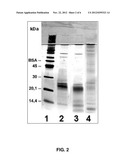 Inactivation of Proteases diagram and image