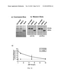 LUCIFERASES AND METHODS FOR MAKING AND USING THE SAME diagram and image