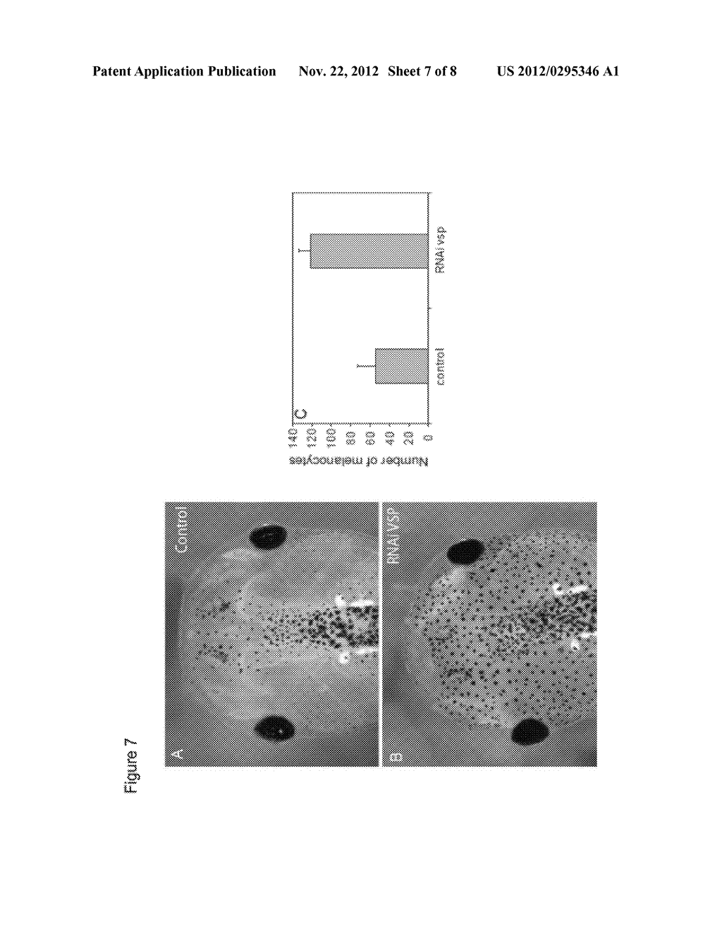 METHODS AND COMPOSITIONS FOR MODULATING MEMBRANE POTENTIAL TO INFLUENCE     CELL BEHAVIOR - diagram, schematic, and image 08