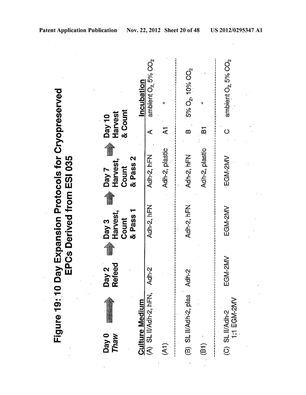 Methods and Compositions for Producing Endothelial Progenitor Cells from     Pluripotent Stem Cells - diagram, schematic, and image 21