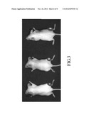 MAMMAL DEDICATED CELL LINE FROM HUMAN HEPATOCELLULAR CARCINOMA CELL diagram and image