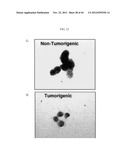 Prospective Identification and Characterization of Breast Cancer Stem     Cells diagram and image