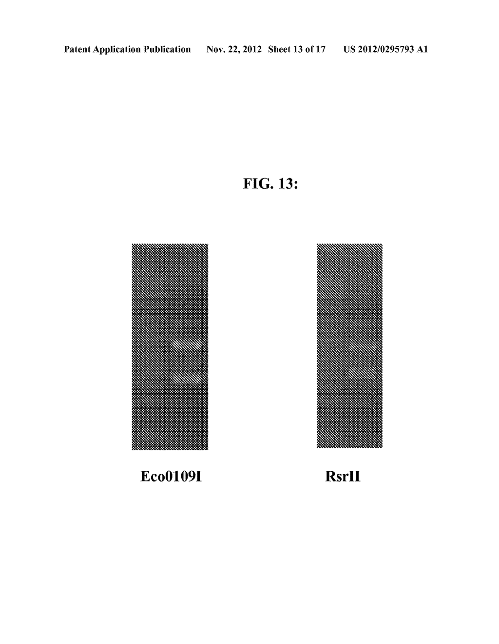 METHODS OF GENERATING MODIFIED POLYNUCLEOTIDE LIBRARIES AND METHODS OF     USING THE SAME FOR DIRECTED PROTEIN EVOLUTION - diagram, schematic, and image 14