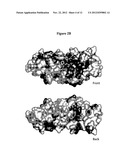 METHODS AND COMPOSITIONS FOR CANCER TREATMENT RELATING TO BRCA1 BRCT     DOMAIN RECOGNITION OF PHOSPHORYLATED BACH1 diagram and image