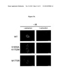 METHODS AND COMPOSITIONS FOR CANCER TREATMENT RELATING TO BRCA1 BRCT     DOMAIN RECOGNITION OF PHOSPHORYLATED BACH1 diagram and image