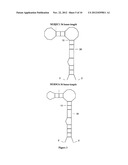 APTAMERS DIRECTED AGAINST THE MATRIX PROTEIN-1 OF TYPE A INFLUENZA VIRUSES     AND USES THEREOF diagram and image