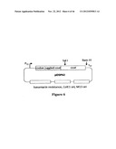 PLASMIDS AND METHODS FOR PEPTIDE DISPLAY AND AFFINITY-SELECTION ON     VIRUS-LIKE PARTICLES OF RNA BACTERIOPHAGES diagram and image