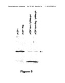 PLASMIDS AND METHODS FOR PEPTIDE DISPLAY AND AFFINITY-SELECTION ON     VIRUS-LIKE PARTICLES OF RNA BACTERIOPHAGES diagram and image