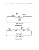 PLASMIDS AND METHODS FOR PEPTIDE DISPLAY AND AFFINITY-SELECTION ON     VIRUS-LIKE PARTICLES OF RNA BACTERIOPHAGES diagram and image