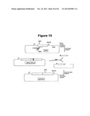 PLASMIDS AND METHODS FOR PEPTIDE DISPLAY AND AFFINITY-SELECTION ON     VIRUS-LIKE PARTICLES OF RNA BACTERIOPHAGES diagram and image