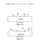 PLASMIDS AND METHODS FOR PEPTIDE DISPLAY AND AFFINITY-SELECTION ON     VIRUS-LIKE PARTICLES OF RNA BACTERIOPHAGES diagram and image