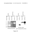 PLASMIDS AND METHODS FOR PEPTIDE DISPLAY AND AFFINITY-SELECTION ON     VIRUS-LIKE PARTICLES OF RNA BACTERIOPHAGES diagram and image