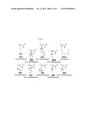 Selective poly-substituted glycine antibiotics and related compositions diagram and image