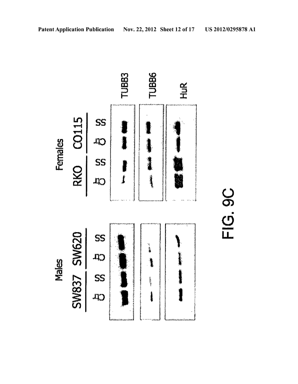 METHOD FOR THE TREATMENT OF CANCER - diagram, schematic, and image 13