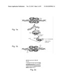 AGENTS, COMPOSITIONS AND METHODS FOR TREATING PATHOLOGIES IN WHICH     REGULATING AN ACHE-ASSOCIATED BIOLOGICAL PATHWAY IS BENEFICIAL diagram and image