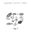 AGENTS, COMPOSITIONS AND METHODS FOR TREATING PATHOLOGIES IN WHICH     REGULATING AN ACHE-ASSOCIATED BIOLOGICAL PATHWAY IS BENEFICIAL diagram and image