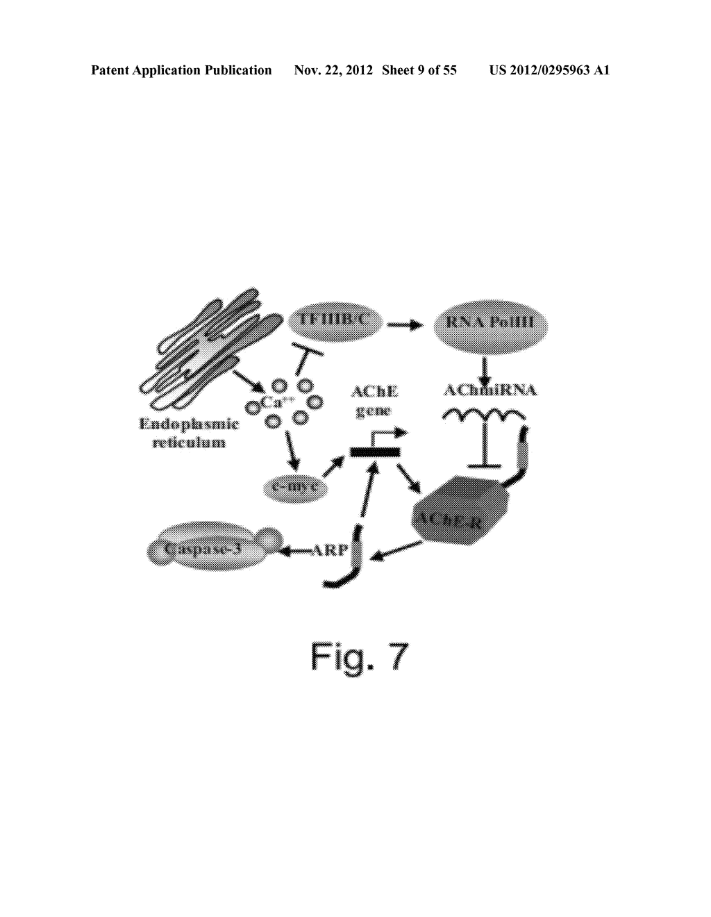 AGENTS, COMPOSITIONS AND METHODS FOR TREATING PATHOLOGIES IN WHICH     REGULATING AN ACHE-ASSOCIATED BIOLOGICAL PATHWAY IS BENEFICIAL - diagram, schematic, and image 10