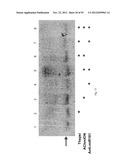 AGENTS, COMPOSITIONS AND METHODS FOR TREATING PATHOLOGIES IN WHICH     REGULATING AN ACHE-ASSOCIATED BIOLOGICAL PATHWAY IS BENEFICIAL diagram and image