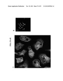 AGENTS, COMPOSITIONS AND METHODS FOR TREATING PATHOLOGIES IN WHICH     REGULATING AN ACHE-ASSOCIATED BIOLOGICAL PATHWAY IS BENEFICIAL diagram and image