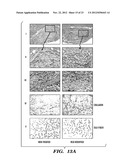 SERICIN EXTRACTED FABRICS diagram and image