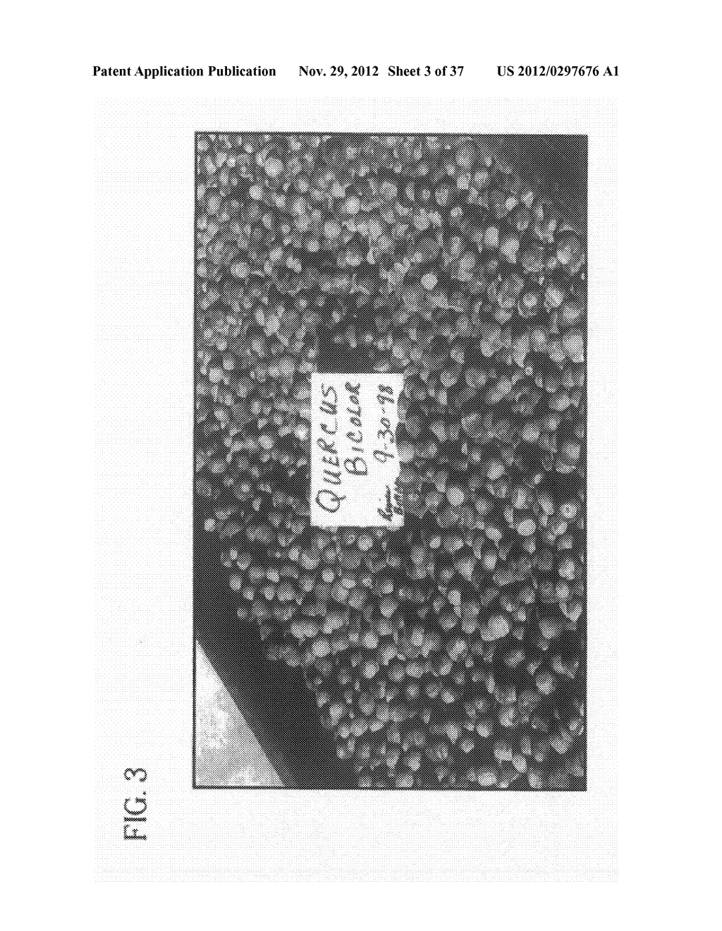 METHOD OF ACCELERATING THE GROWTH AND DEVELOPMENT OF TREES AND SHRUBS VIA     ENHANCED ROOT DEVELOPMENT - diagram, schematic, and image 04