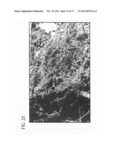 METHOD OF ACCELERATING THE GROWTH AND DEVELOPMENT OF TREES AND SHRUBS VIA     ENHANCED ROOT DEVELOPMENT diagram and image