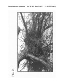 METHOD OF ACCELERATING THE GROWTH AND DEVELOPMENT OF TREES AND SHRUBS VIA     ENHANCED ROOT DEVELOPMENT diagram and image