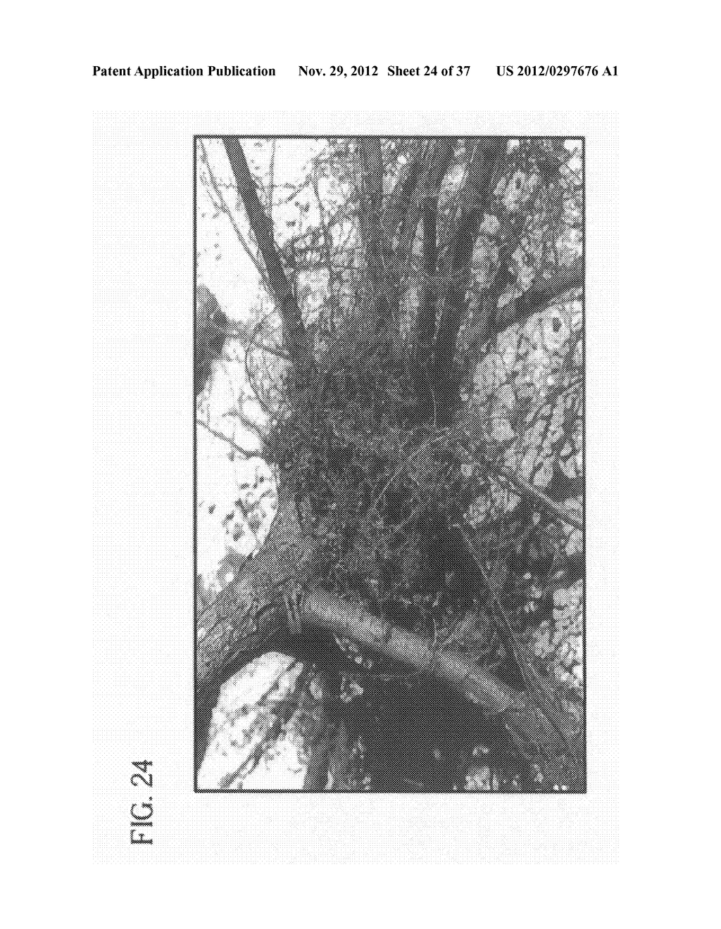 METHOD OF ACCELERATING THE GROWTH AND DEVELOPMENT OF TREES AND SHRUBS VIA     ENHANCED ROOT DEVELOPMENT - diagram, schematic, and image 25