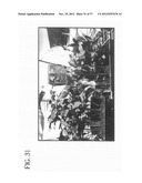 METHOD OF ACCELERATING THE GROWTH AND DEVELOPMENT OF TREES AND SHRUBS VIA     ENHANCED ROOT DEVELOPMENT diagram and image