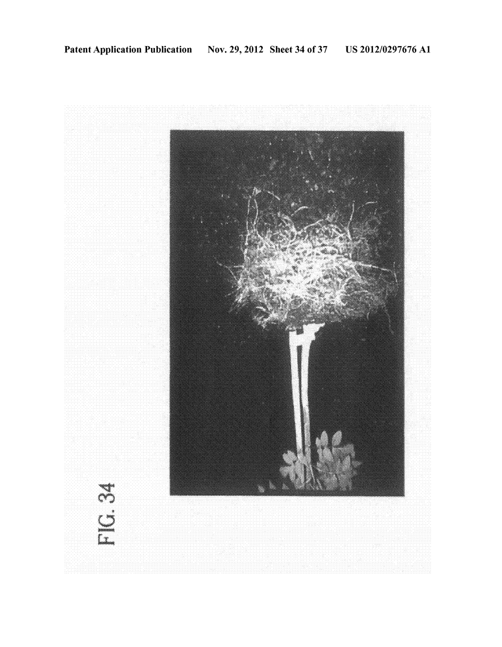 METHOD OF ACCELERATING THE GROWTH AND DEVELOPMENT OF TREES AND SHRUBS VIA     ENHANCED ROOT DEVELOPMENT - diagram, schematic, and image 35