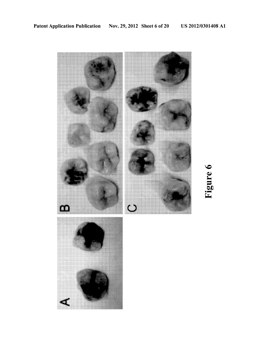 ORAL CARE METHODS AND COMPOSITIONS UTILIZING CHITOSAN-DERIVATIVE COMPOUNDS - diagram, schematic, and image 07