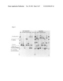 PROBIOTIC BIFIDOBACTERIAL COMPOSITION IN ACCORDANCE WITH SECRETOR BLOOD     GROUP STATUS diagram and image