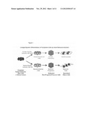 Technologies, Methods, and Products of Small Molecule Directed Tissue and     Organ Regeneration from Human Pluripotent Stem Cells diagram and image