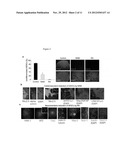 Technologies, Methods, and Products of Small Molecule Directed Tissue and     Organ Regeneration from Human Pluripotent Stem Cells diagram and image