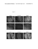 Technologies, Methods, and Products of Small Molecule Directed Tissue and     Organ Regeneration from Human Pluripotent Stem Cells diagram and image