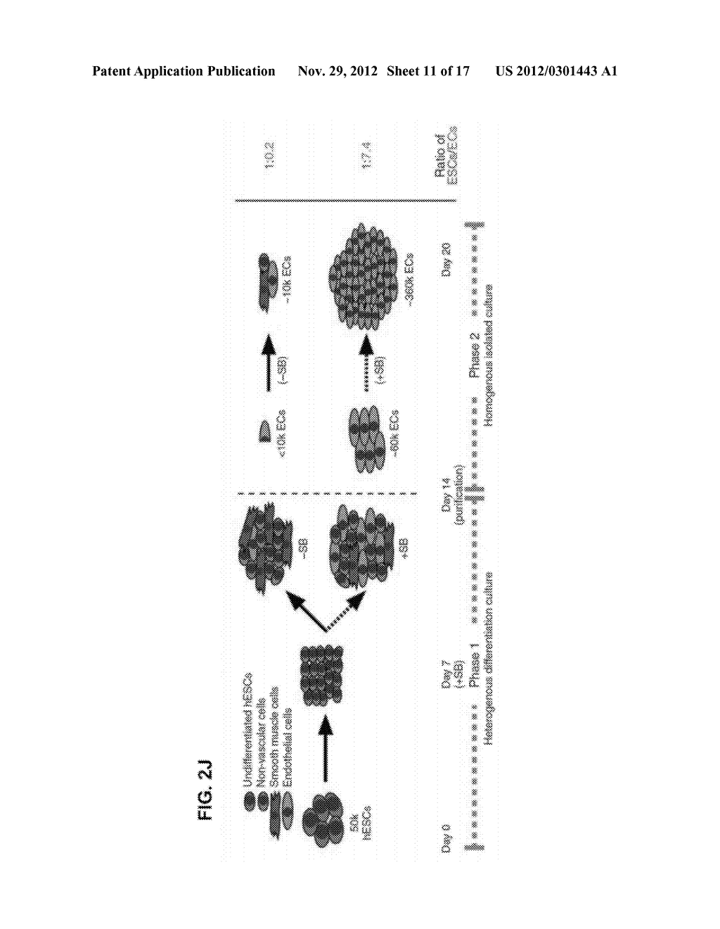 METHODS FOR DEVELOPING ENDOTHELIAL CELLS FROM PLURIPOTENT CELLS AND     ENDOTHELIAL CELLS DERIVED - diagram, schematic, and image 12