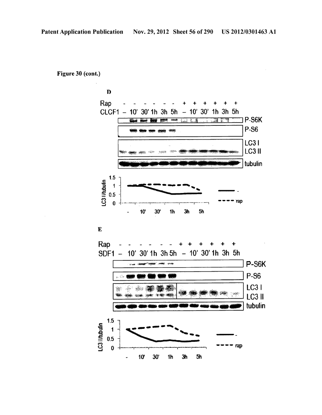 Methods for Modulation of Autophagy Through the Modulation of     Autophagy-Enhancing Gene Products - diagram, schematic, and image 57